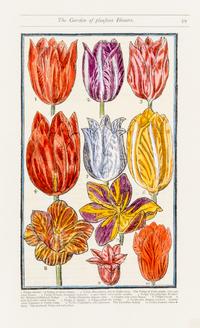 PARKINSON, JOHN. Group of eight handcolored facsimile etchings. (1910).
