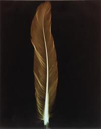 Large Coleus Leaf, Blue Dogwood Leaves, Single Feather and Hydrangea (four botanical prints), circa 2000