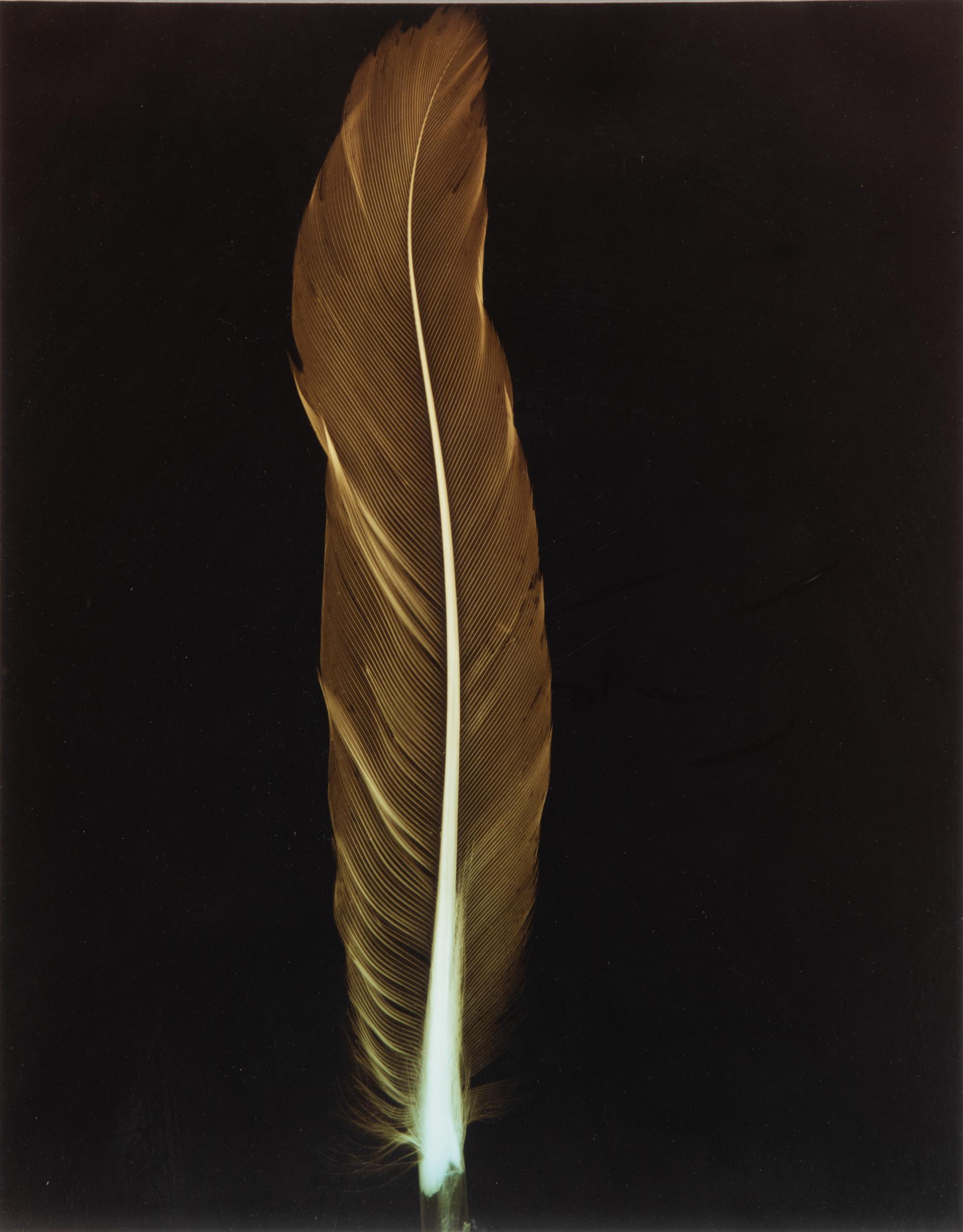 Large Coleus Leaf, Blue Dogwood Leaves, Single Feather and Hydrangea (four botanical prints), circa 2000
