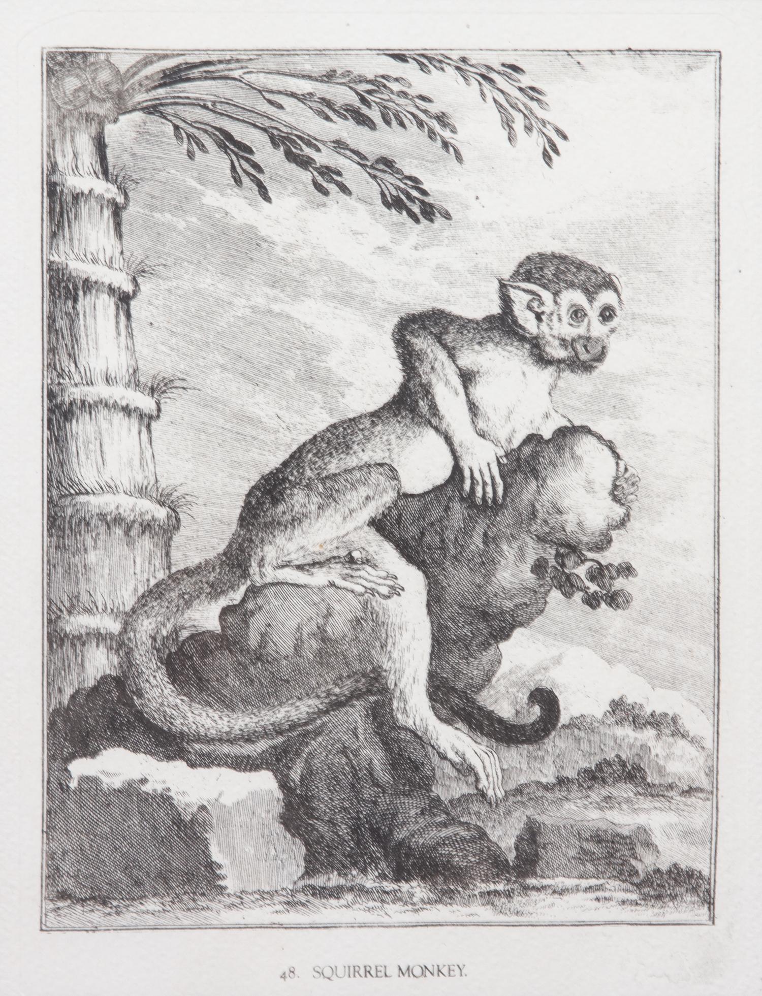 A Collection of Twenty Framed Black & White Animal Prints Framed size 21 3/4 x 19 1/2 inches. — 20TH CENTURY