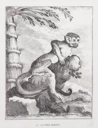 A Collection of Twenty Framed Black & White Animal Prints Framed size 21 3/4 x 19 1/2 inches. — 20TH CENTURY