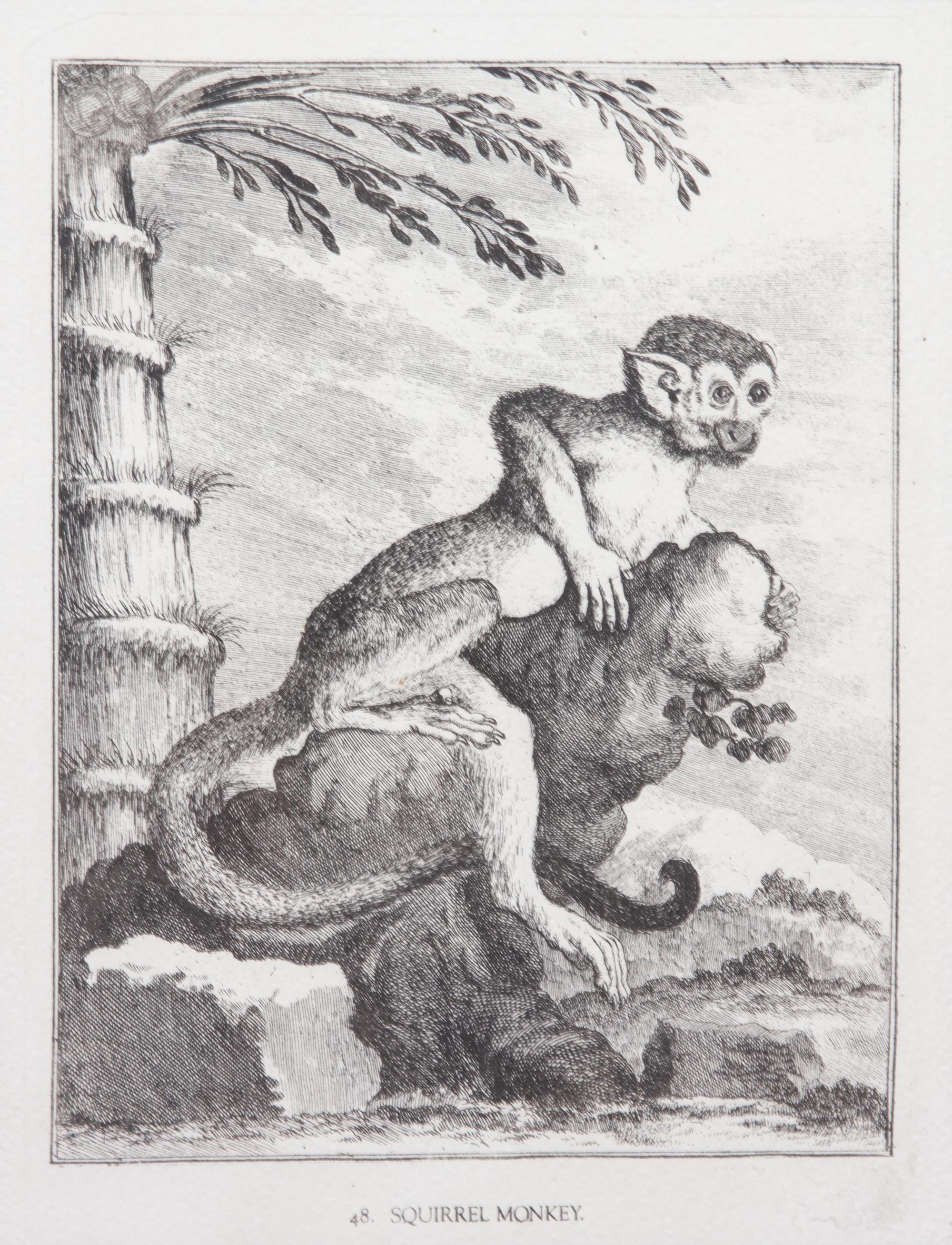 A Collection of Twenty Framed Black & White Animal Prints Framed size 21 3/4 x 19 1/2 inches. — 20TH CENTURY