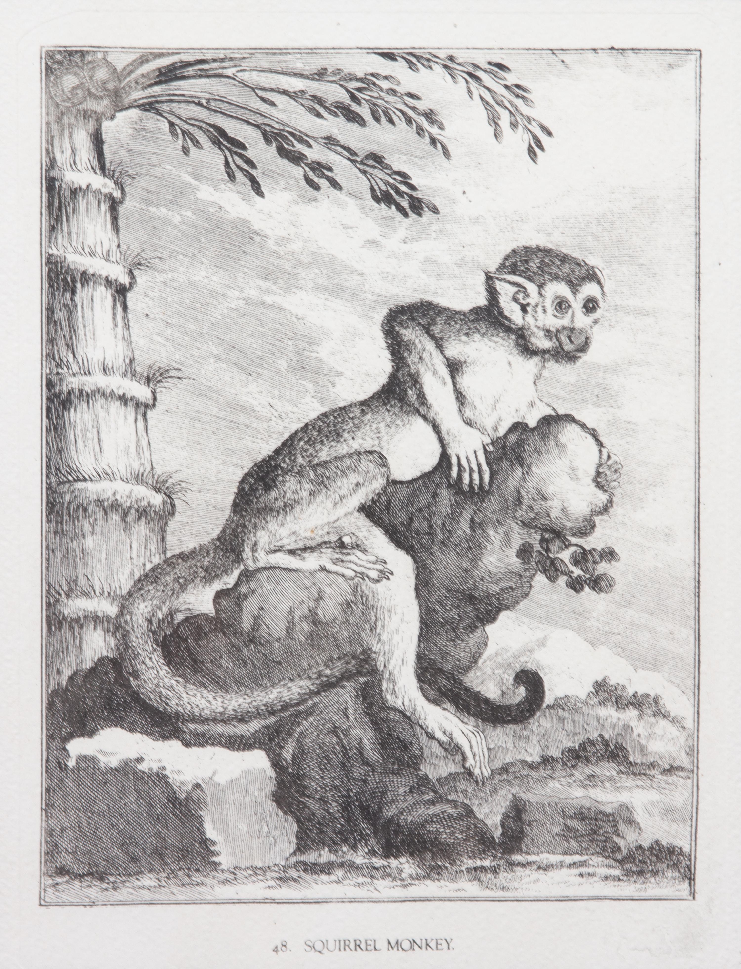 A Collection of Twenty Framed Black & White Animal Prints Framed size 21 3/4 x 19 1/2 inches. — 20TH CENTURY