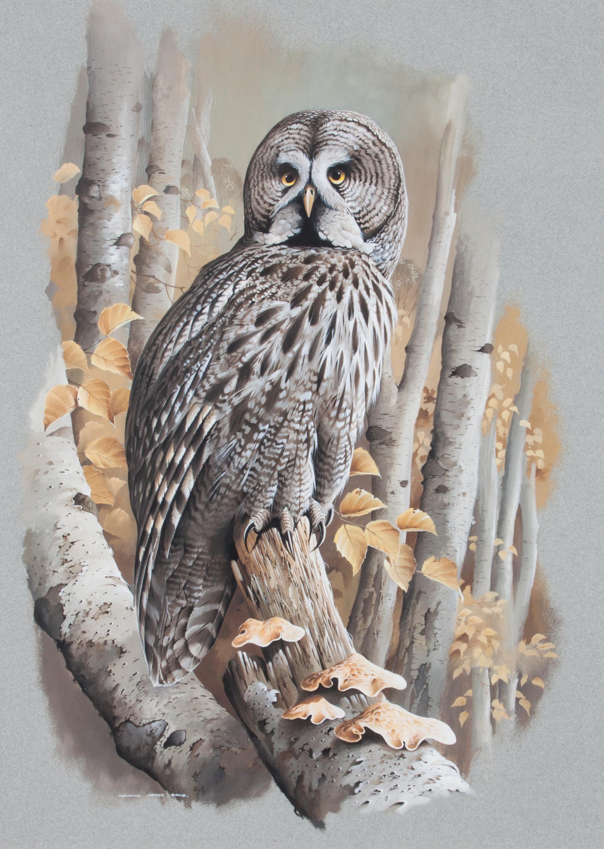 Terance James Bond, (British, b. 1946), Great Grey Owl