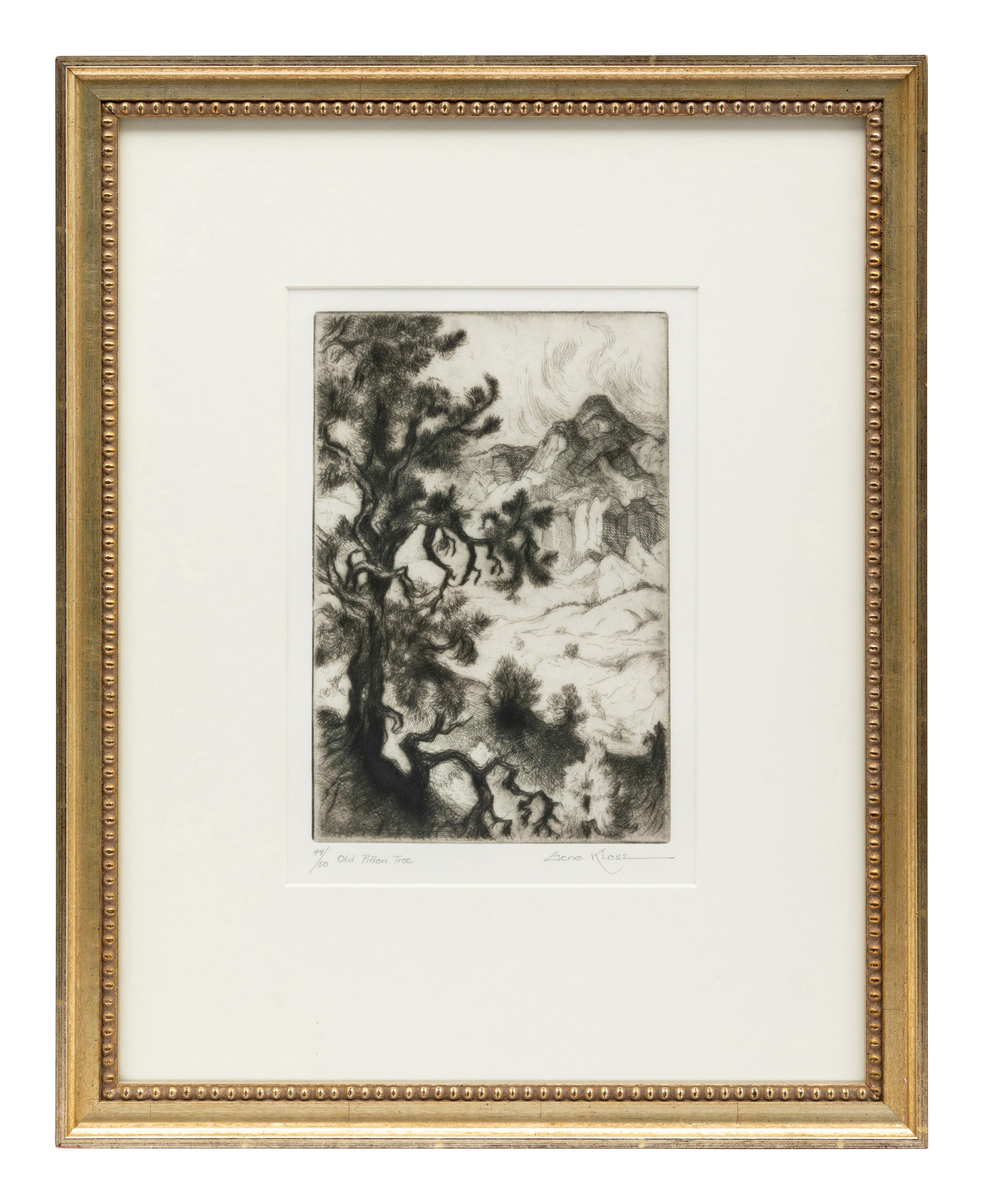 Old Piñon Tree , edition 44/50