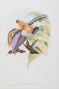 A Gilt Framed Ornithological Color Engraving Image area 20 1/2 x 13 3/4 inches. — 19TH CENTURY