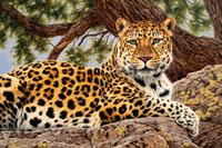 Lair of the Cat - Leopard