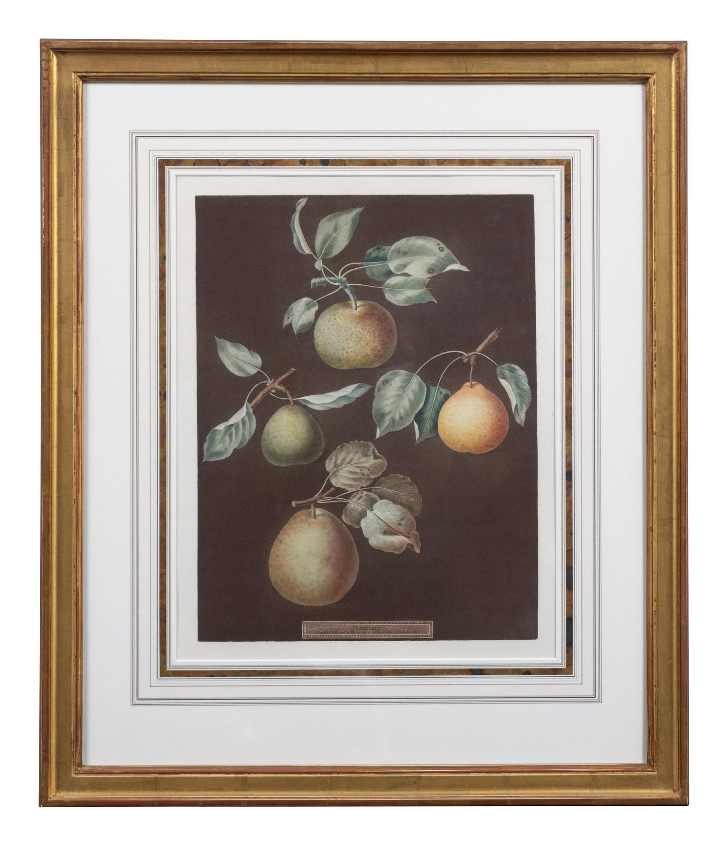 Four Botanical Aquatints by George Brookshaw (British, 1751-1823)