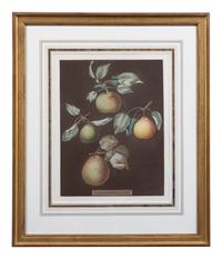 Four Botanical Aquatints by George Brookshaw (British, 1751-1823)