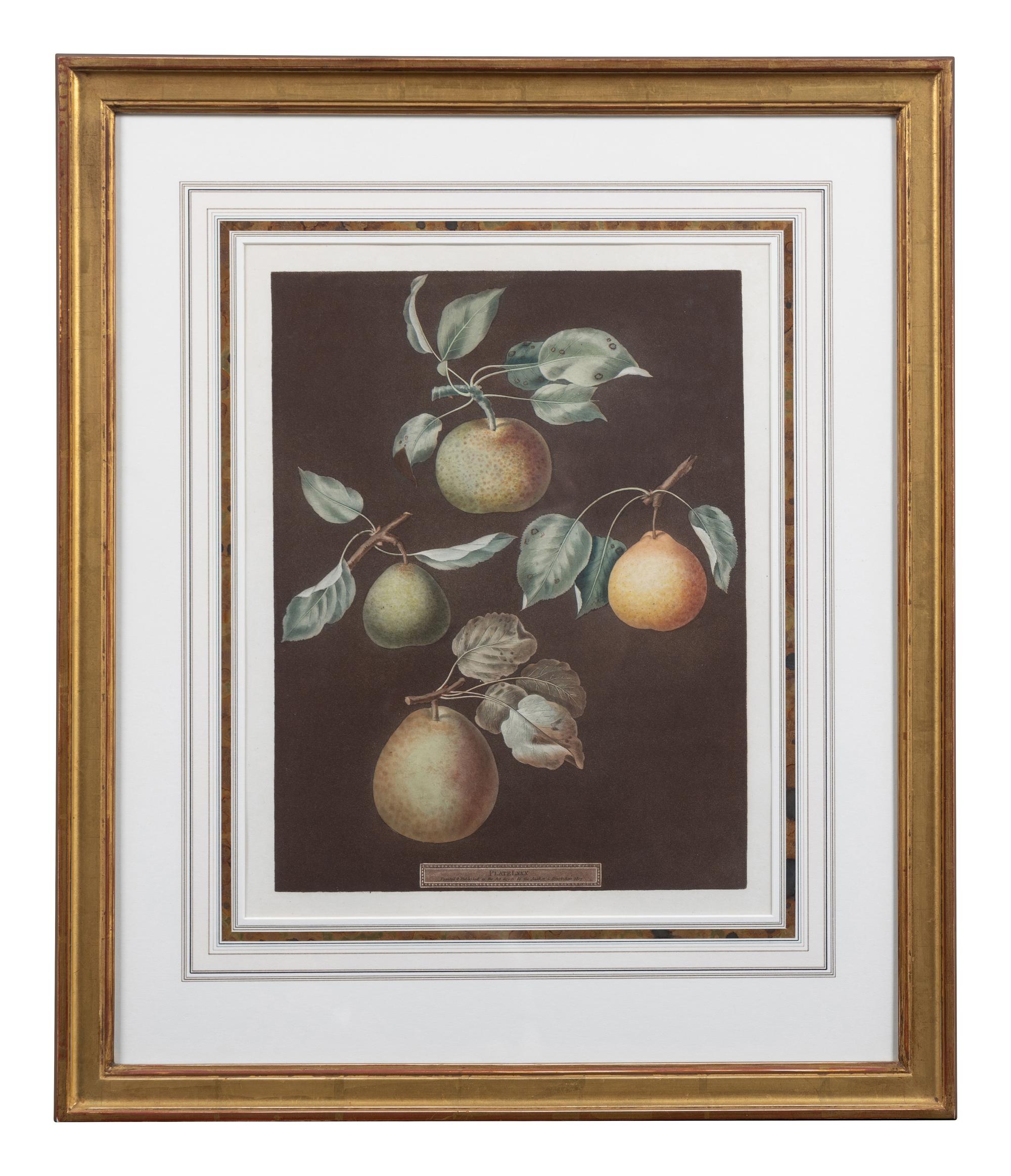Four Botanical Aquatints by George Brookshaw (British, 1751-1823)