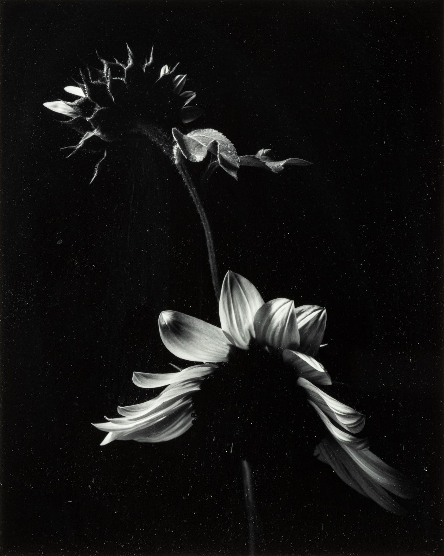 Paul Caponigro (born 1932) Winthrop, Massachusetts, 1965