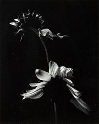Paul Caponigro (born 1932) Winthrop, Massachusetts, 1965