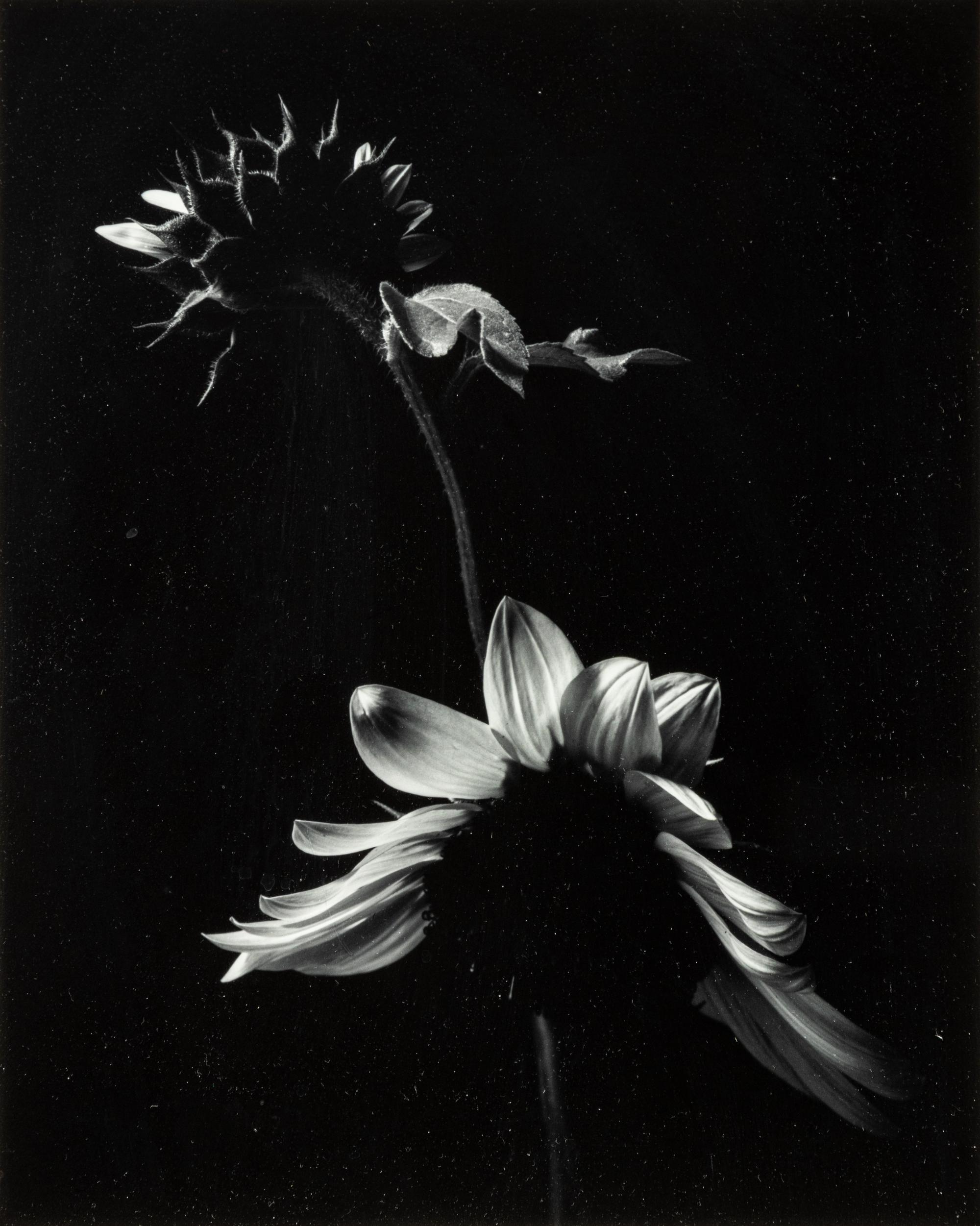 Paul Caponigro (born 1932) Winthrop, Massachusetts, 1965
