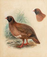 A Study of a Partridge