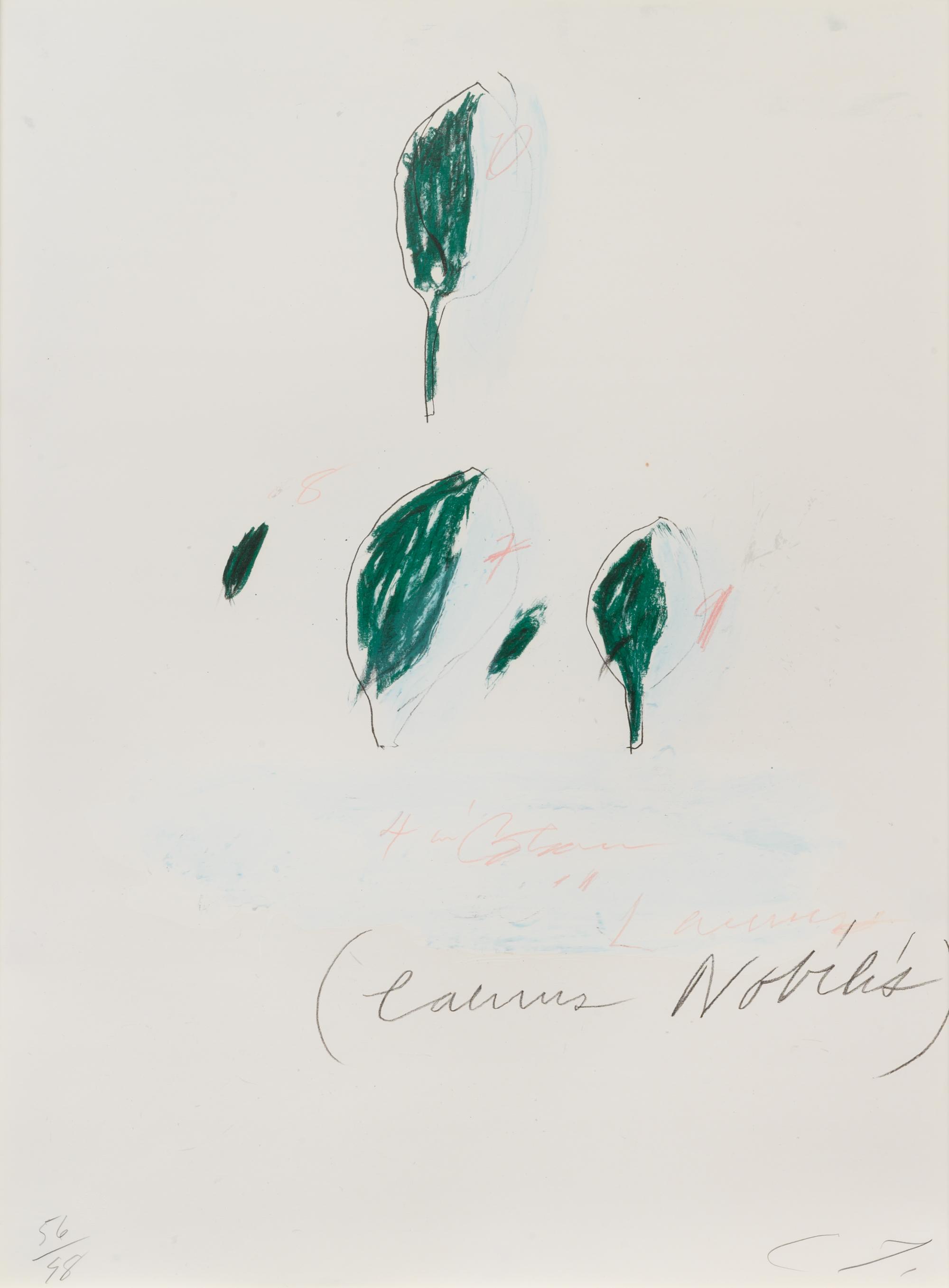 Natural History Part II: Some Trees of Italy (complete portfolio of 8)