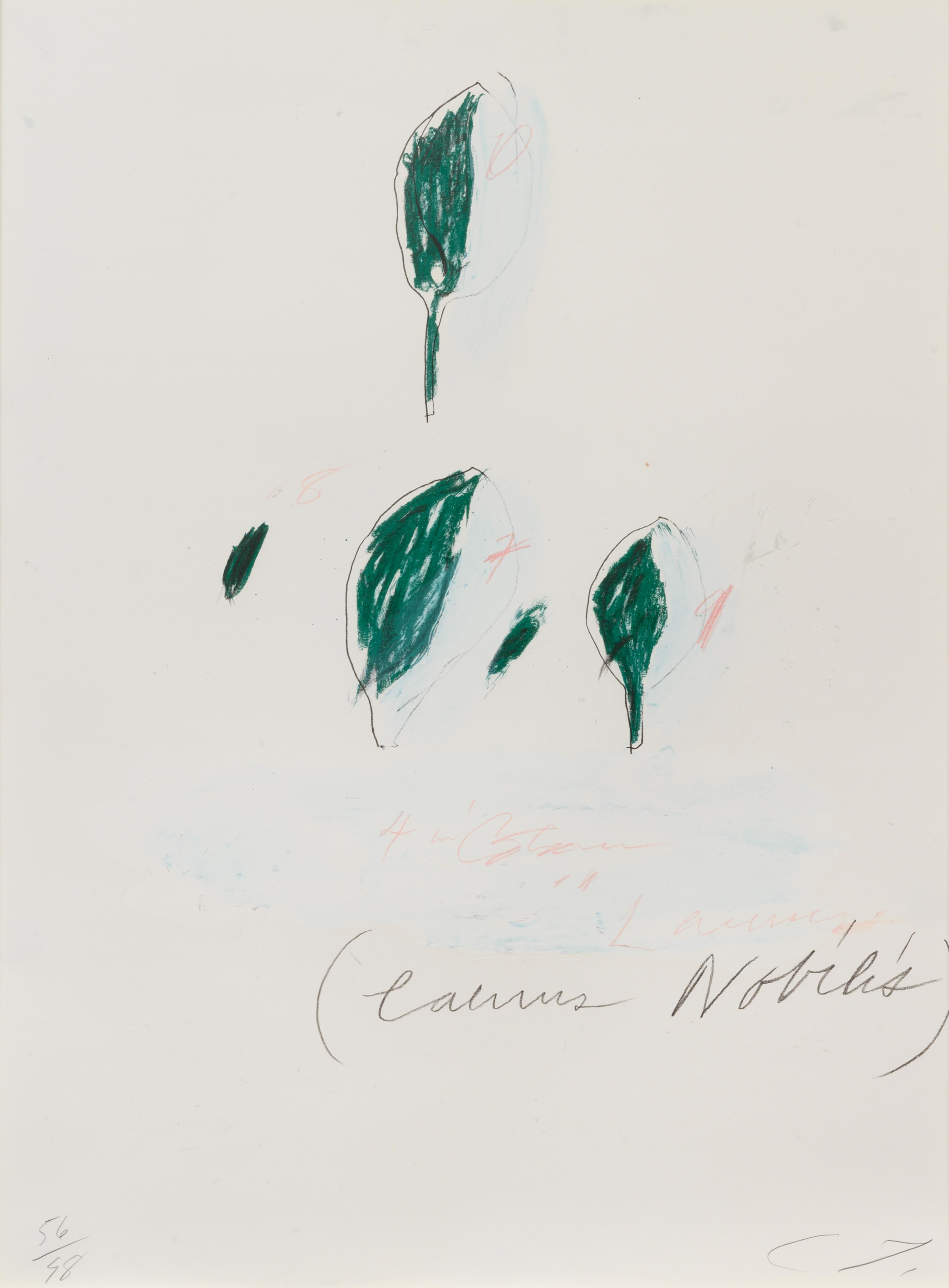 Natural History Part II: Some Trees of Italy (complete portfolio of 8)