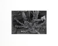 Photographs of Flowers