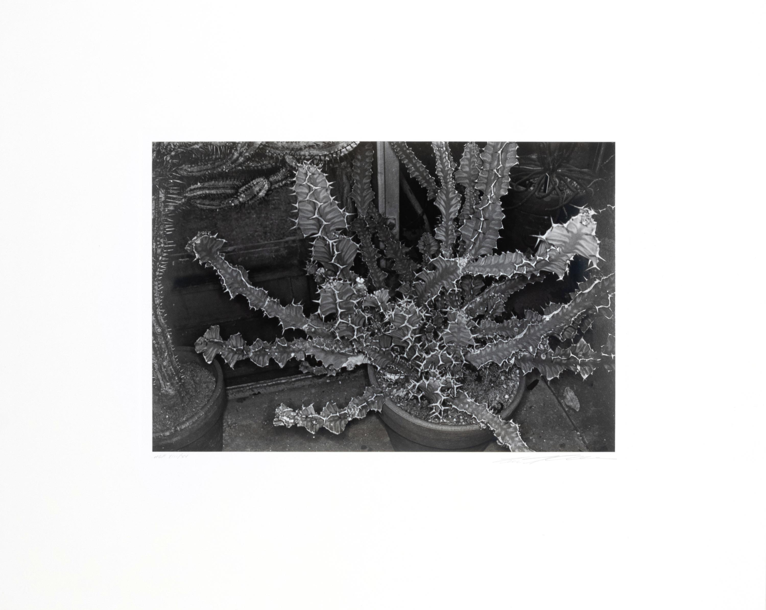 Photographs of Flowers