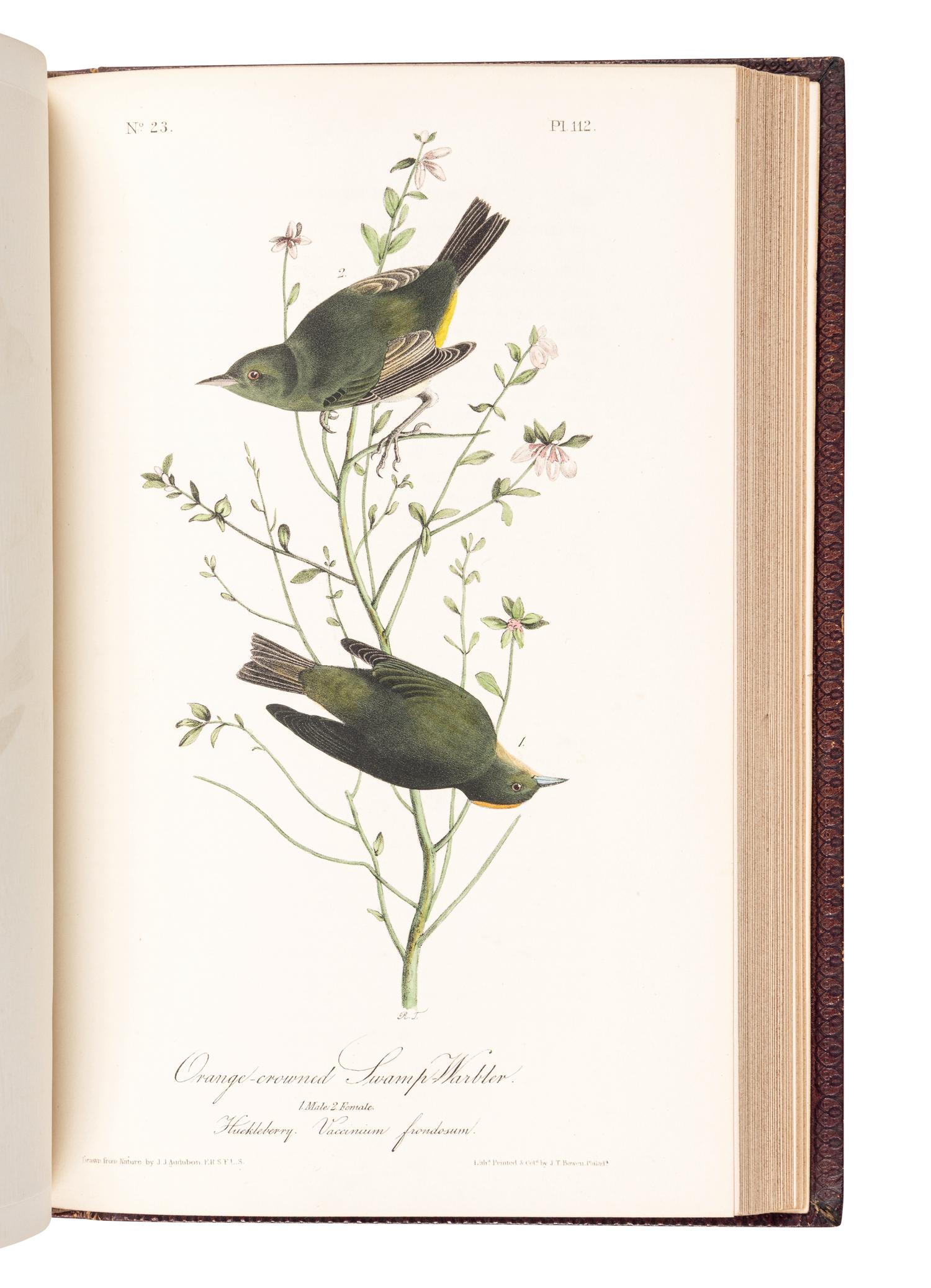 AUDUBON, John James (1785-1851). The Birds of America, from Drawings Made in the United States and their Territories . New York: J.J. Audubon; Philadelphia: J.B. Chevalier, [1839-] 1840-1844.
