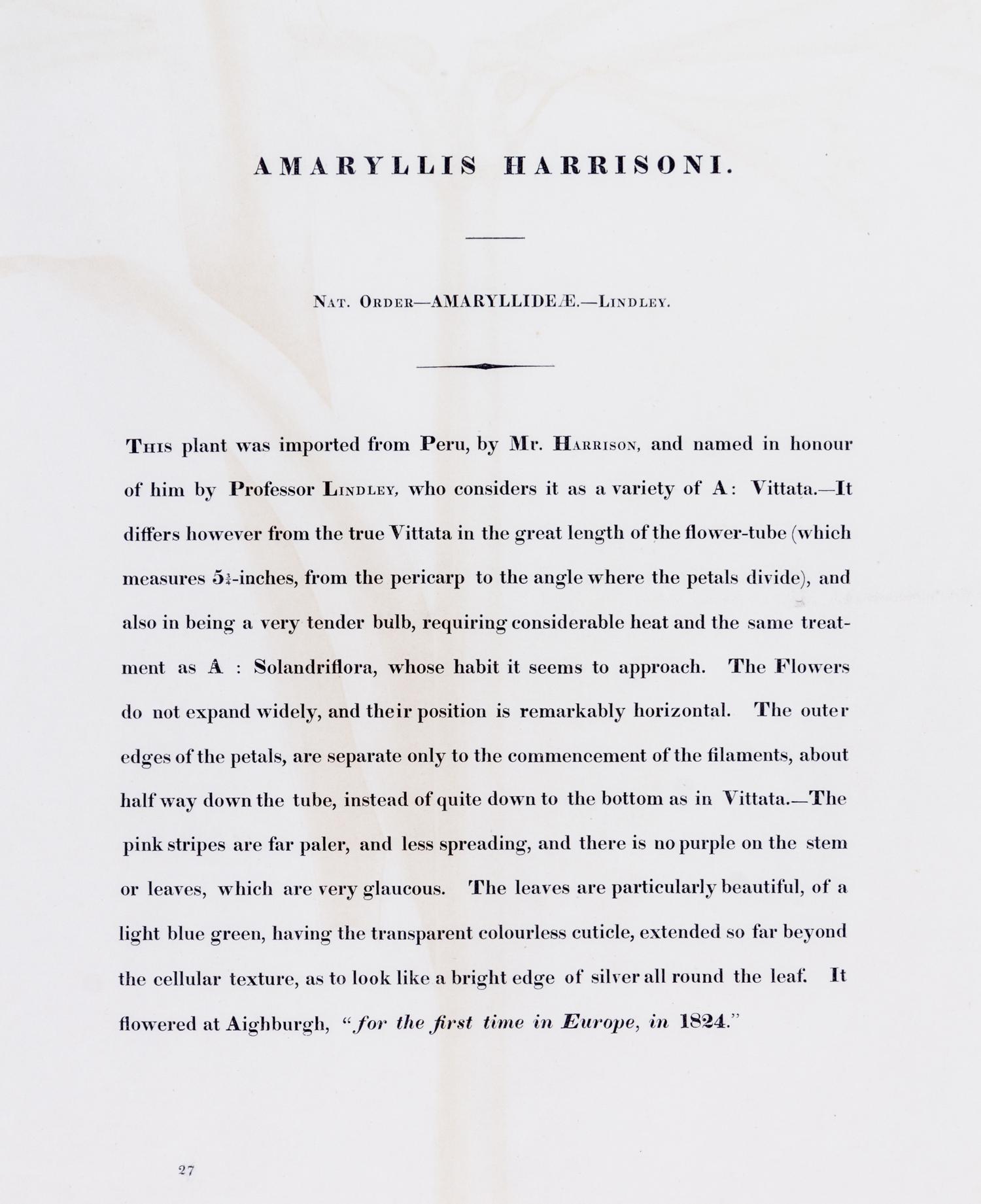 A Pair of Botanical Prints