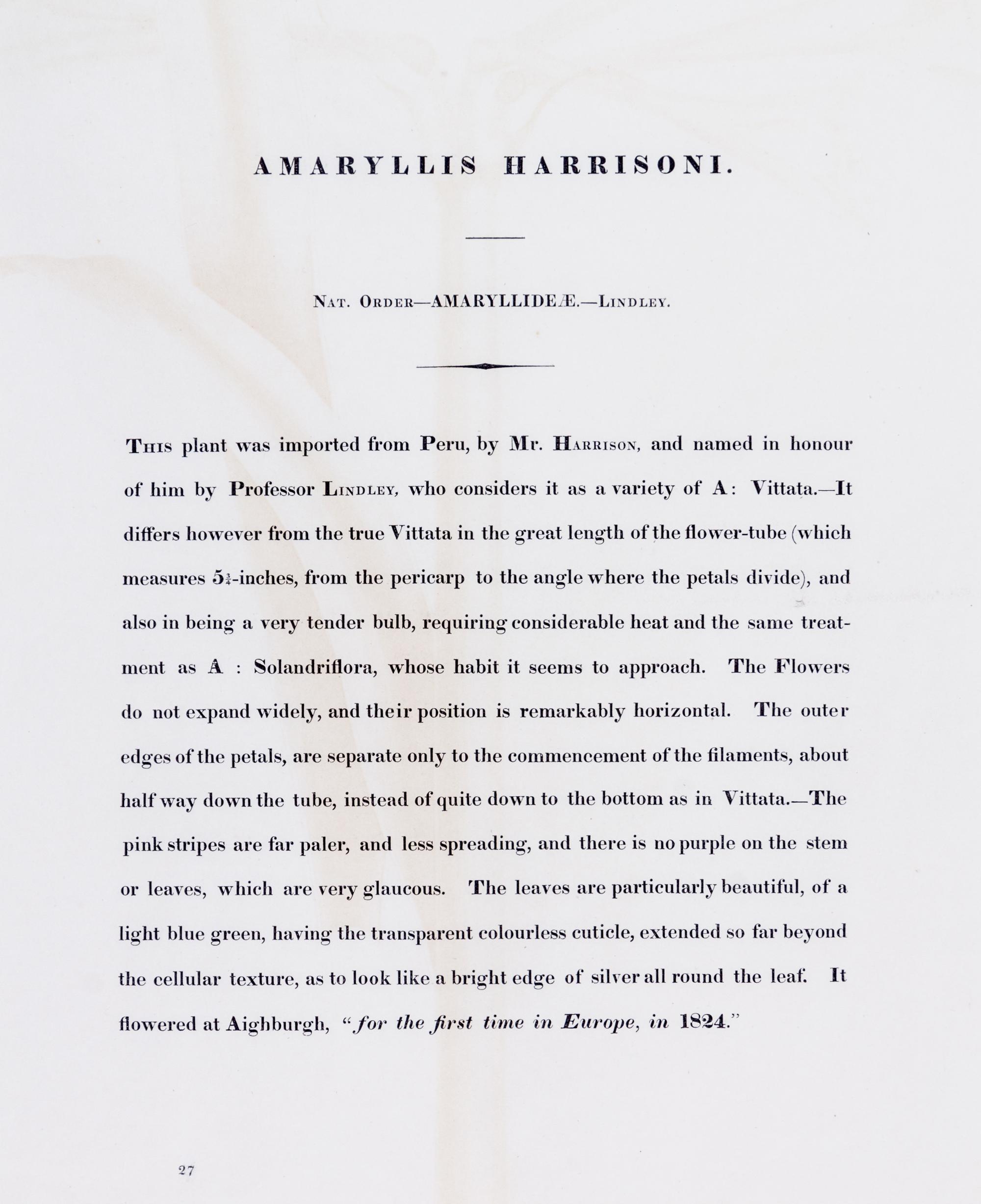 A Pair of Botanical Prints