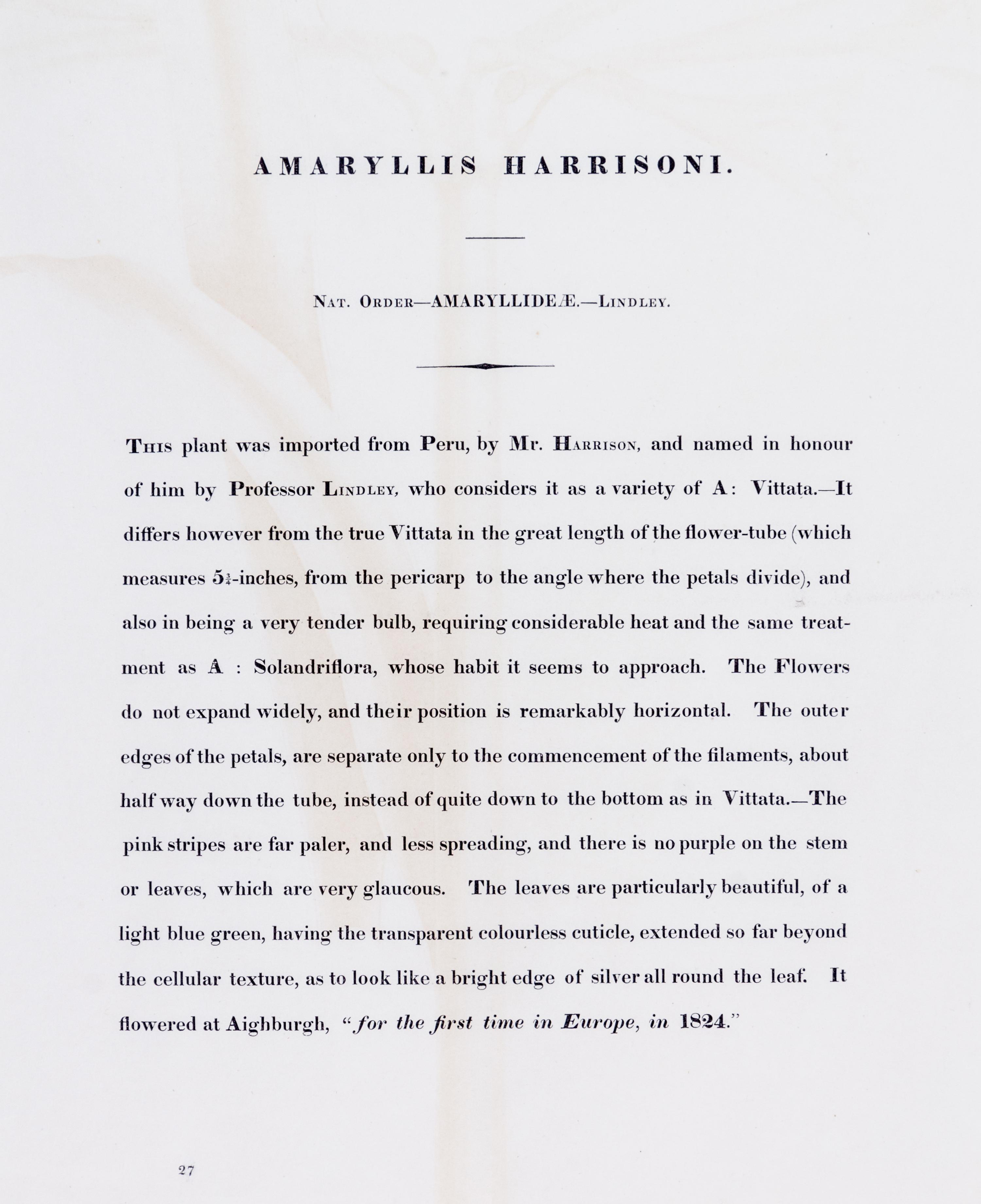 A Pair of Botanical Prints