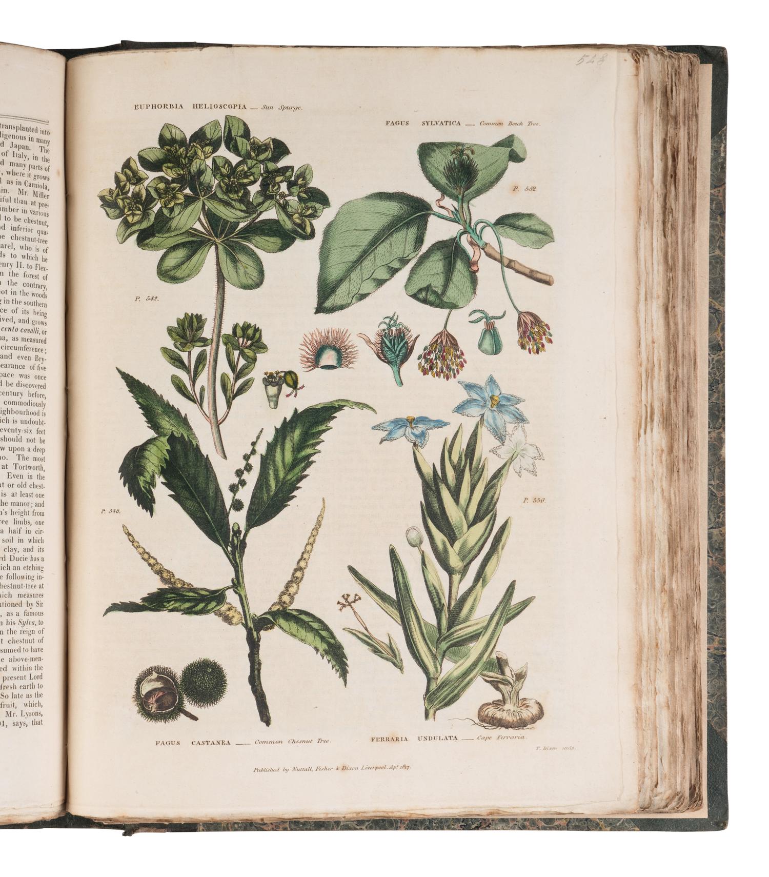 [NATURAL HISTORY]. GREEN, Thomas. The Universal Herbal or, Botanical Medical, and Agricultural Dictionary Containing an Account of All Known Plants in the World...The Second Edition, Revised and Improved. London: Printed at the Caxton Press by Henry Fisher, [1824].