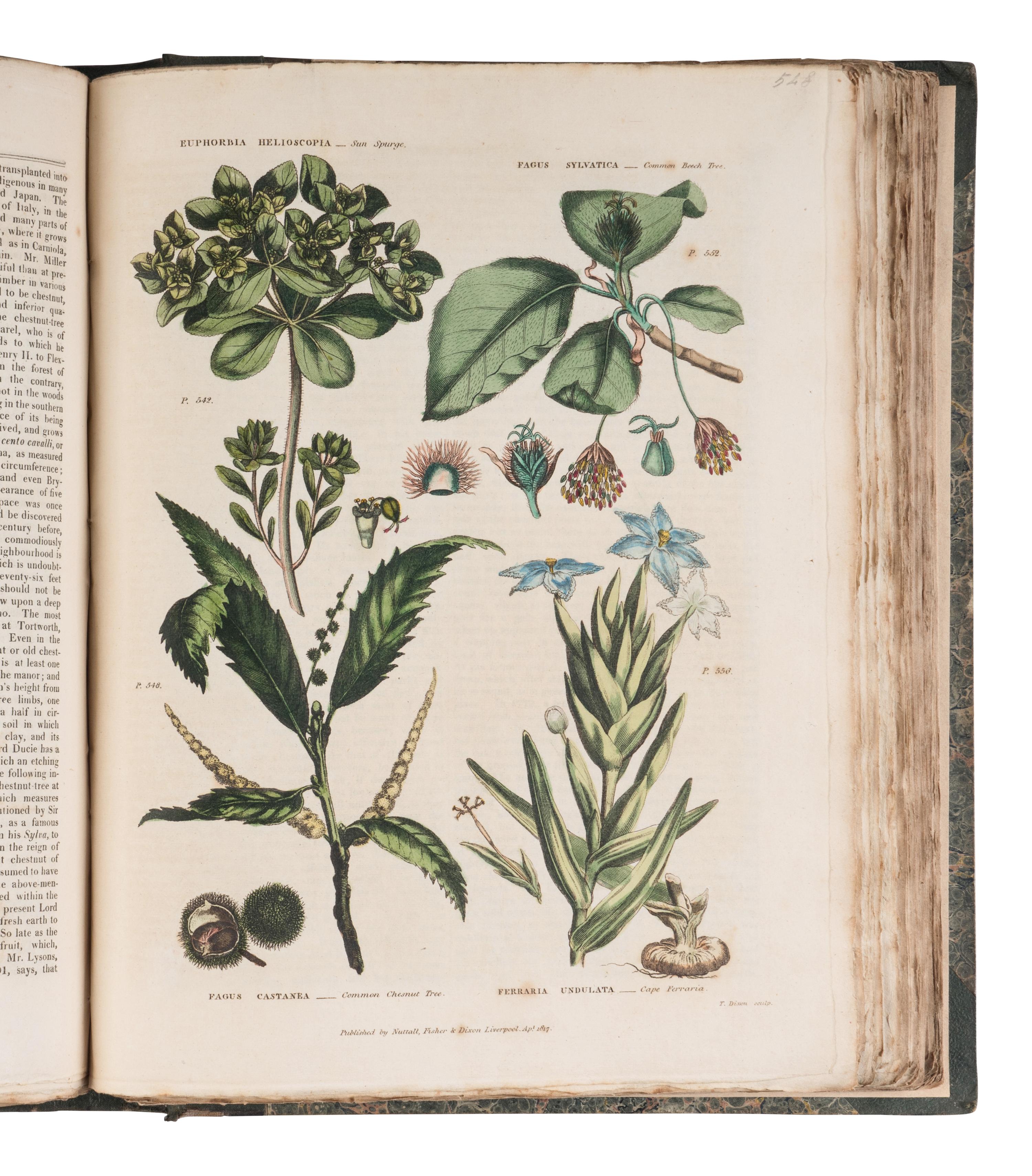 [NATURAL HISTORY]. GREEN, Thomas. The Universal Herbal or, Botanical Medical, and Agricultural Dictionary Containing an Account of All Known Plants in the World...The Second Edition, Revised and Improved. London: Printed at the Caxton Press by Henry Fisher, [1824].