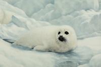 Harp Seals