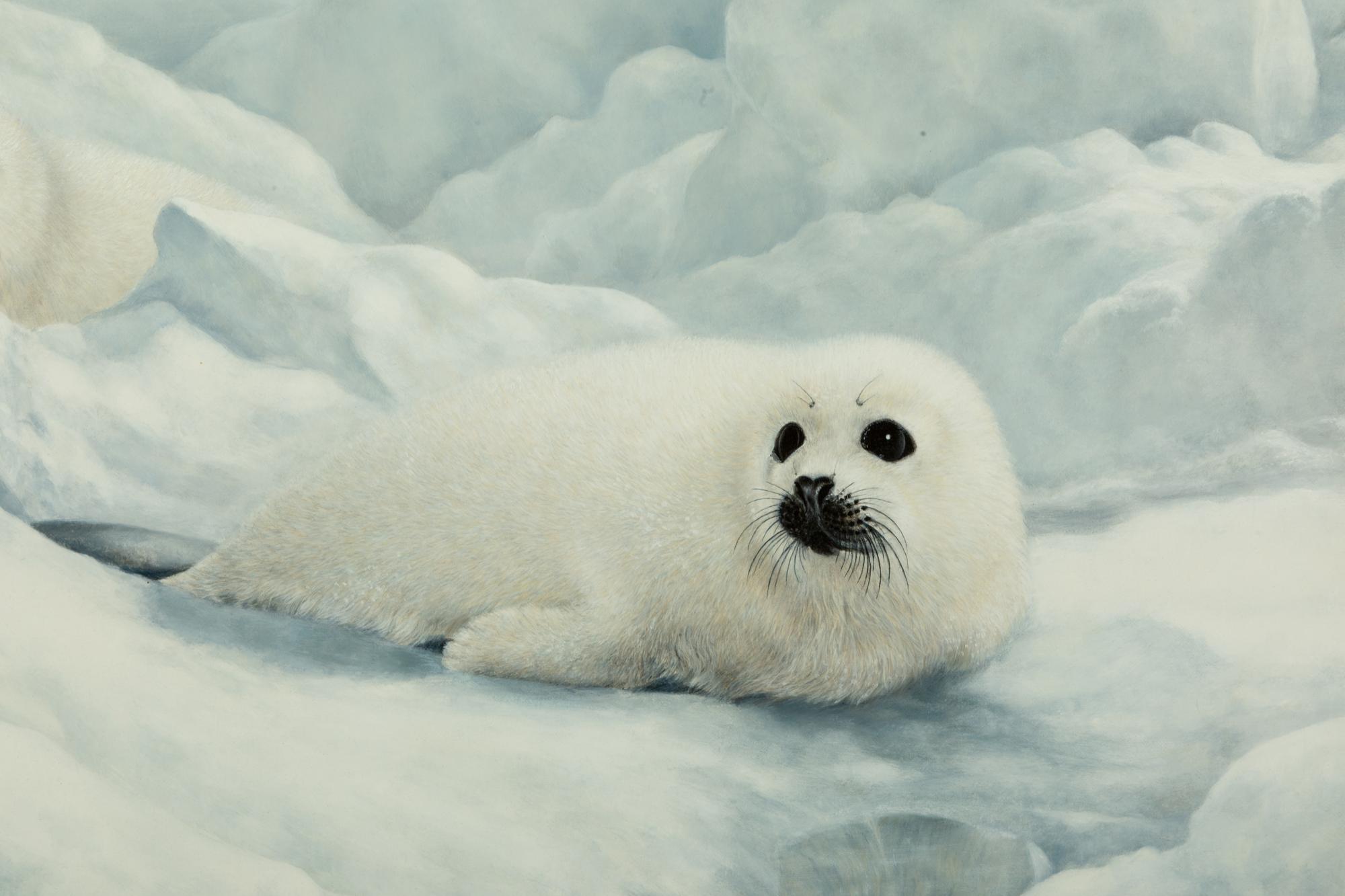 Harp Seals