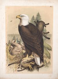 (STUDER, JACOB) JASPER, THEODORE. ..The Birds of North America. Columbus, [c. 1880] 56 color litho plates, disbound.