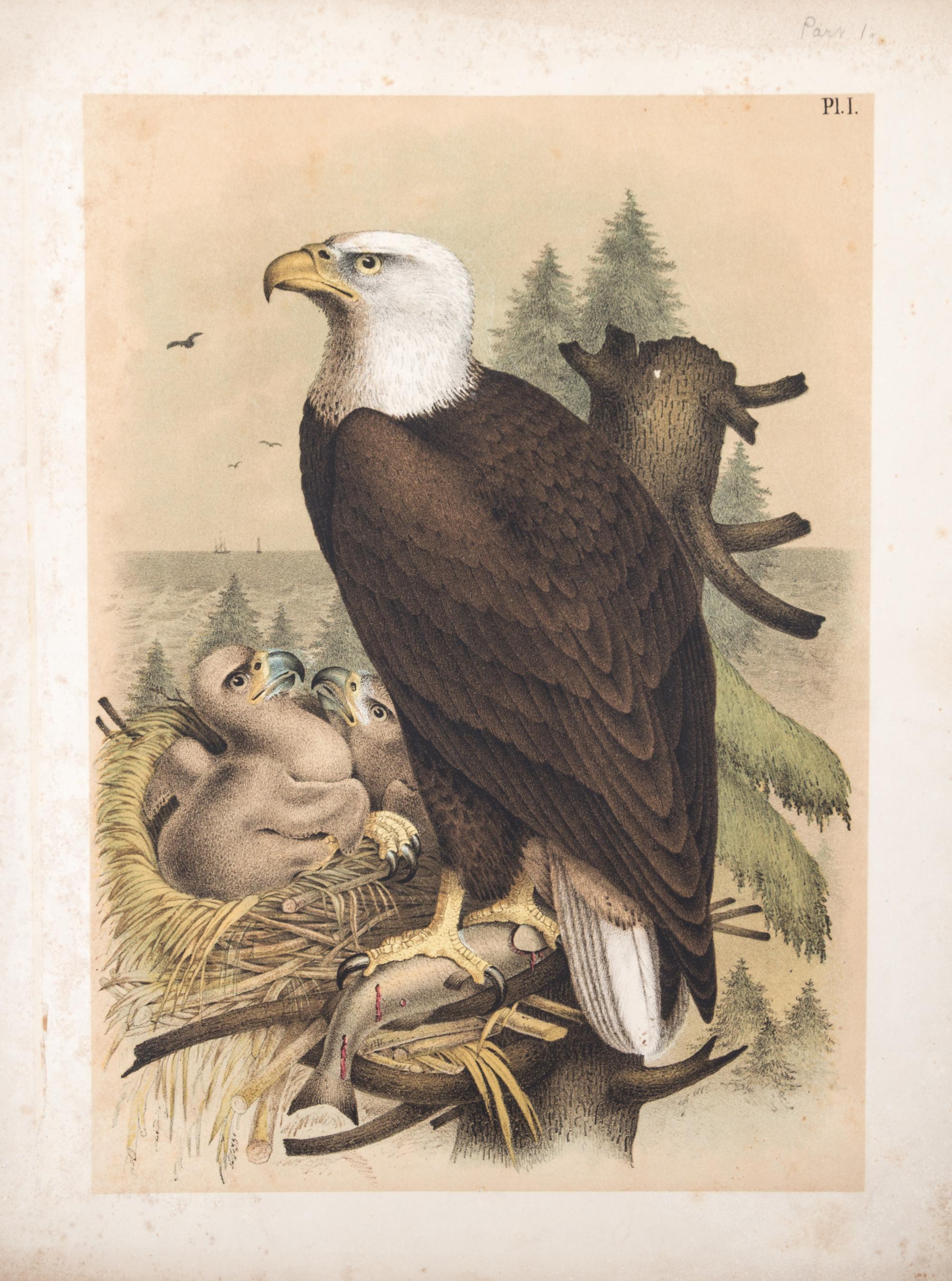 (STUDER, JACOB) JASPER, THEODORE. ..The Birds of North America. Columbus, [c. 1880] 56 color litho plates, disbound.