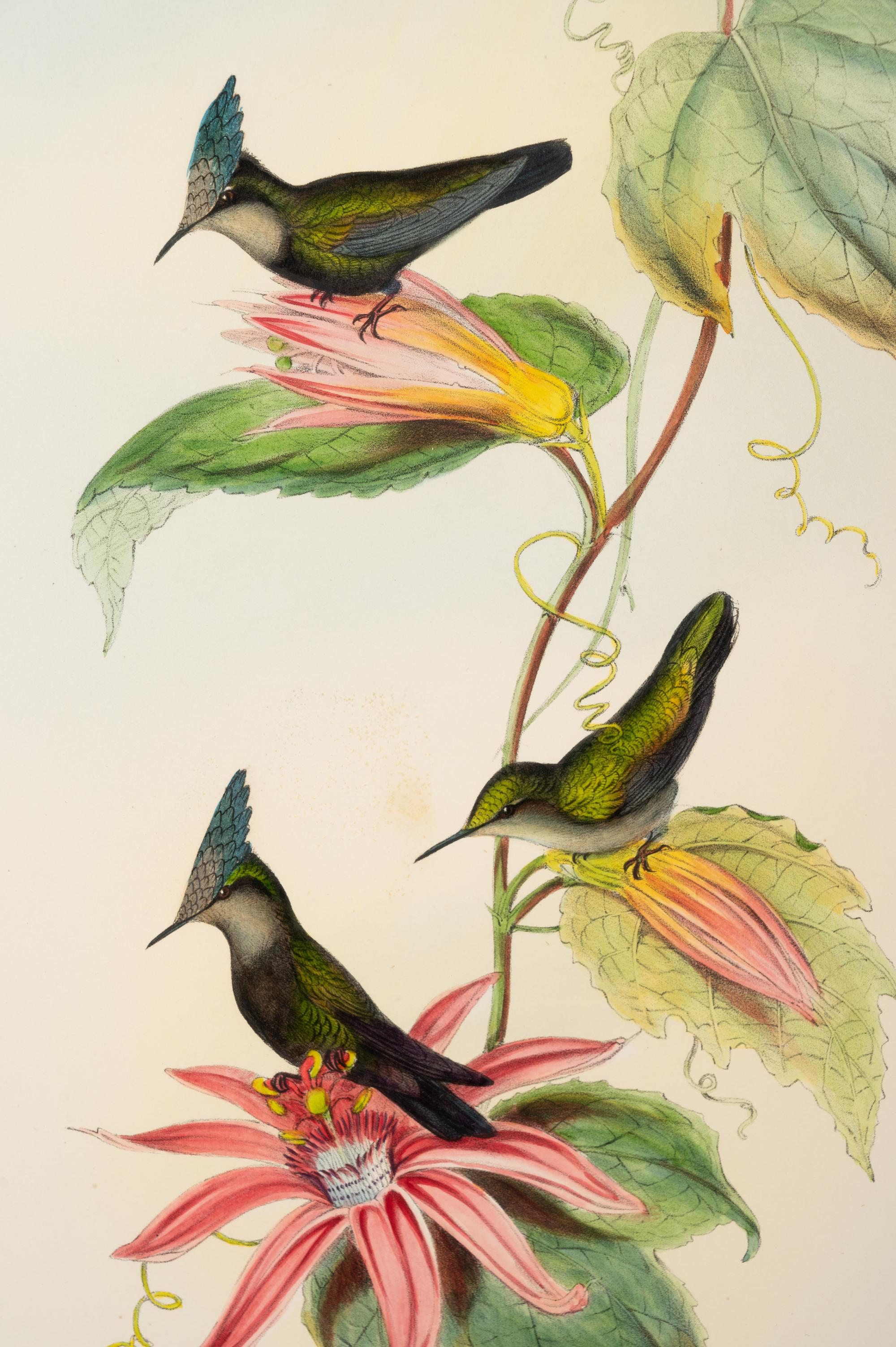 John Gould (British, 1804-1881)