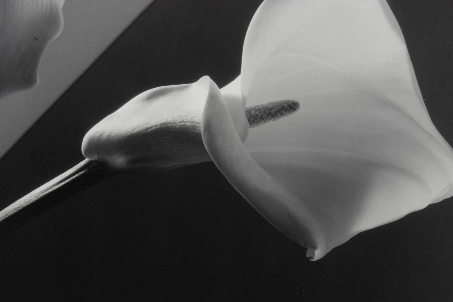 Calla Lilies