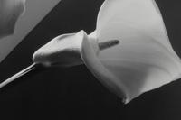 Calla Lilies