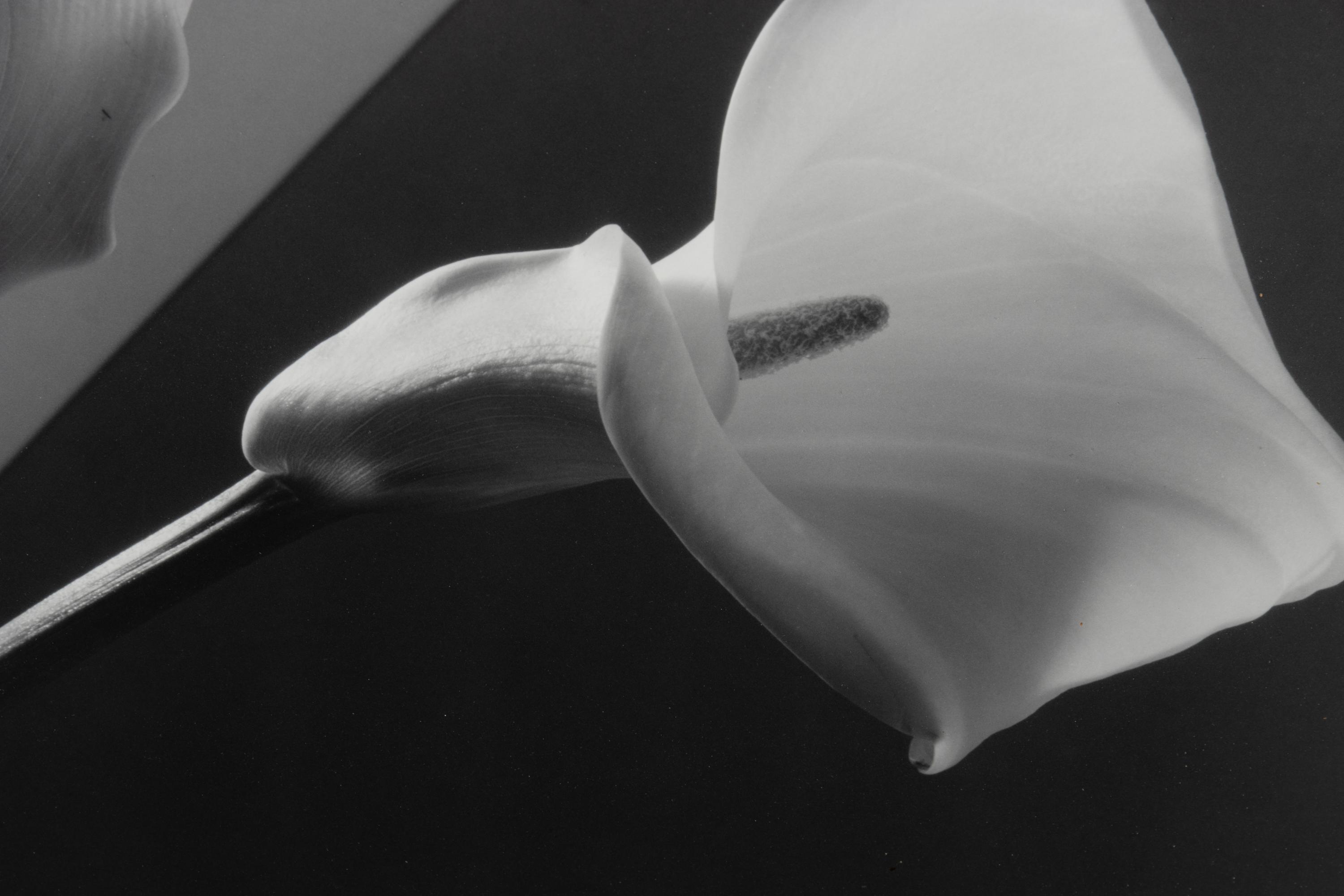 Calla Lilies