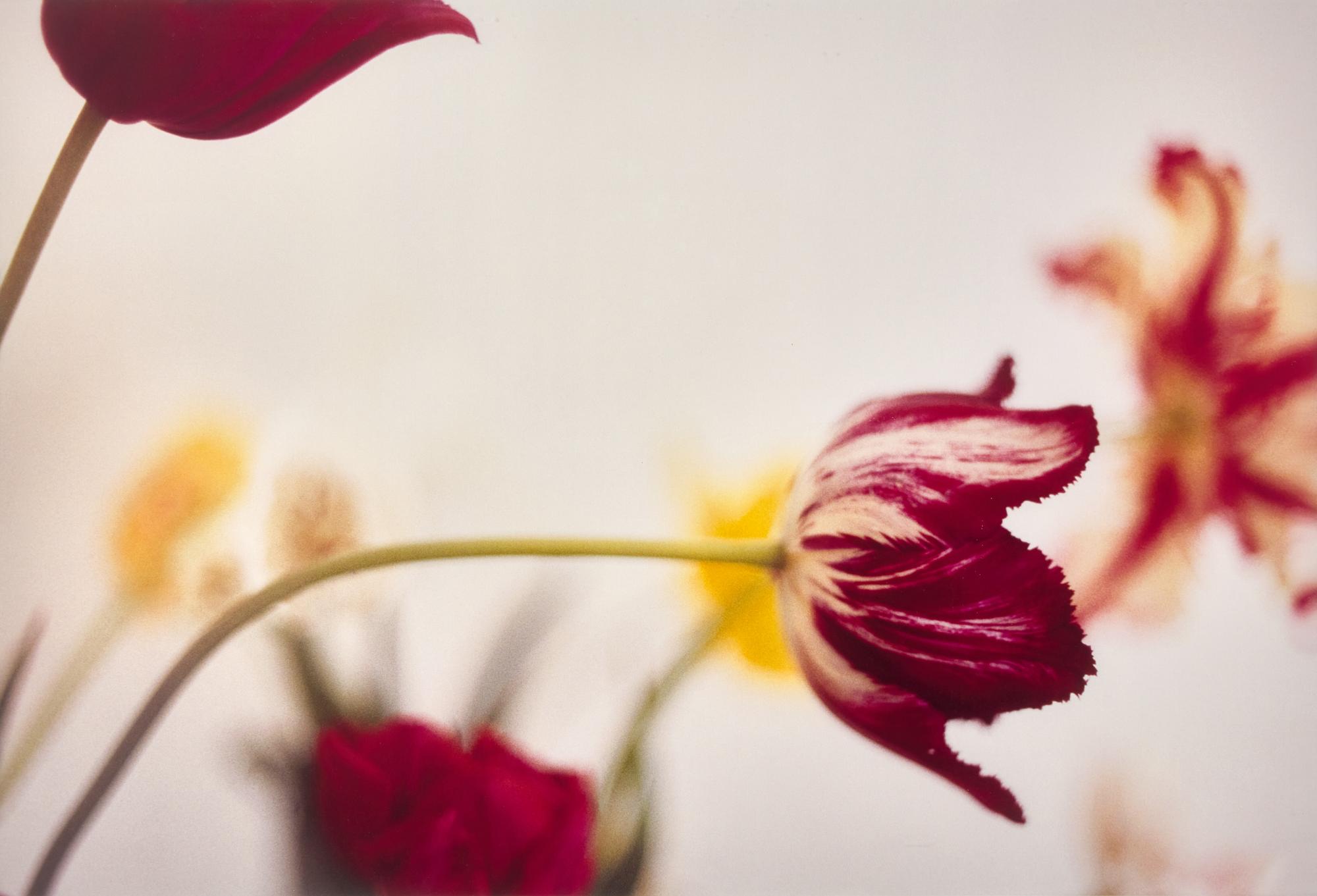 Tulips , 2023