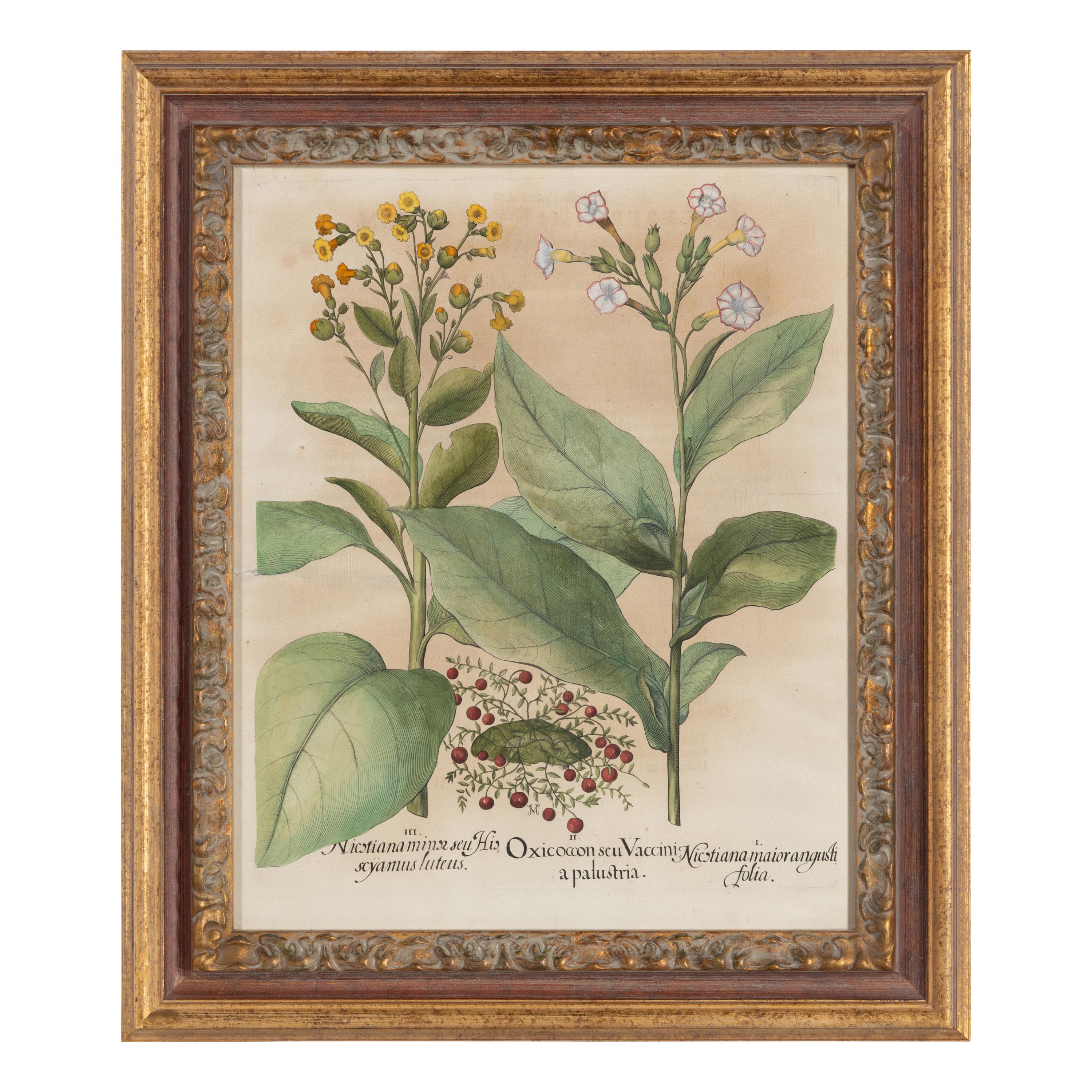 A Group of Five Framed Hand-Colored Botanical Engravings