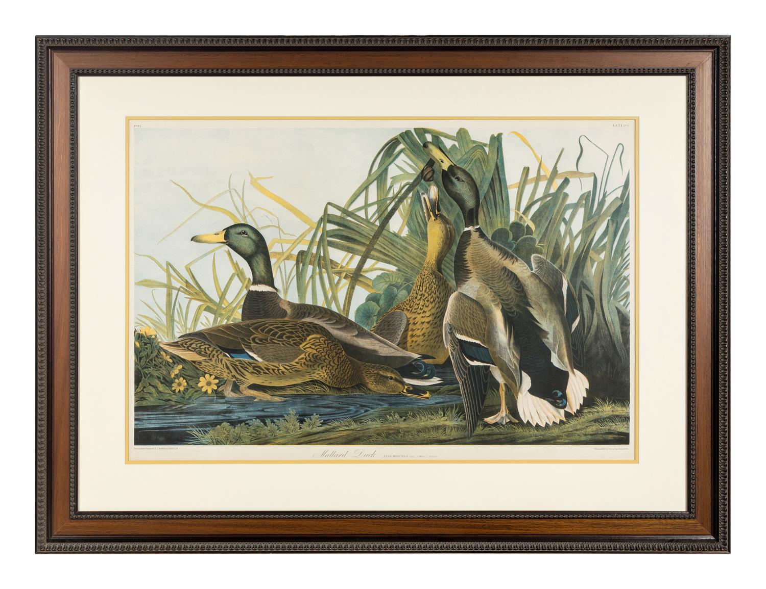 AUDUBON, John James (1785-1851) Mallard Duck (Plate 385) Anas Boschas