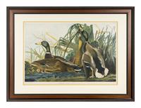 AUDUBON, John James (1785-1851) Mallard Duck (Plate 385) Anas Boschas