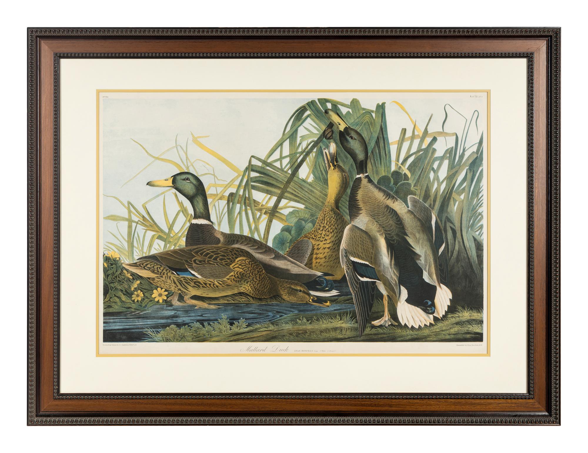 AUDUBON, John James (1785-1851) Mallard Duck (Plate 385) Anas Boschas