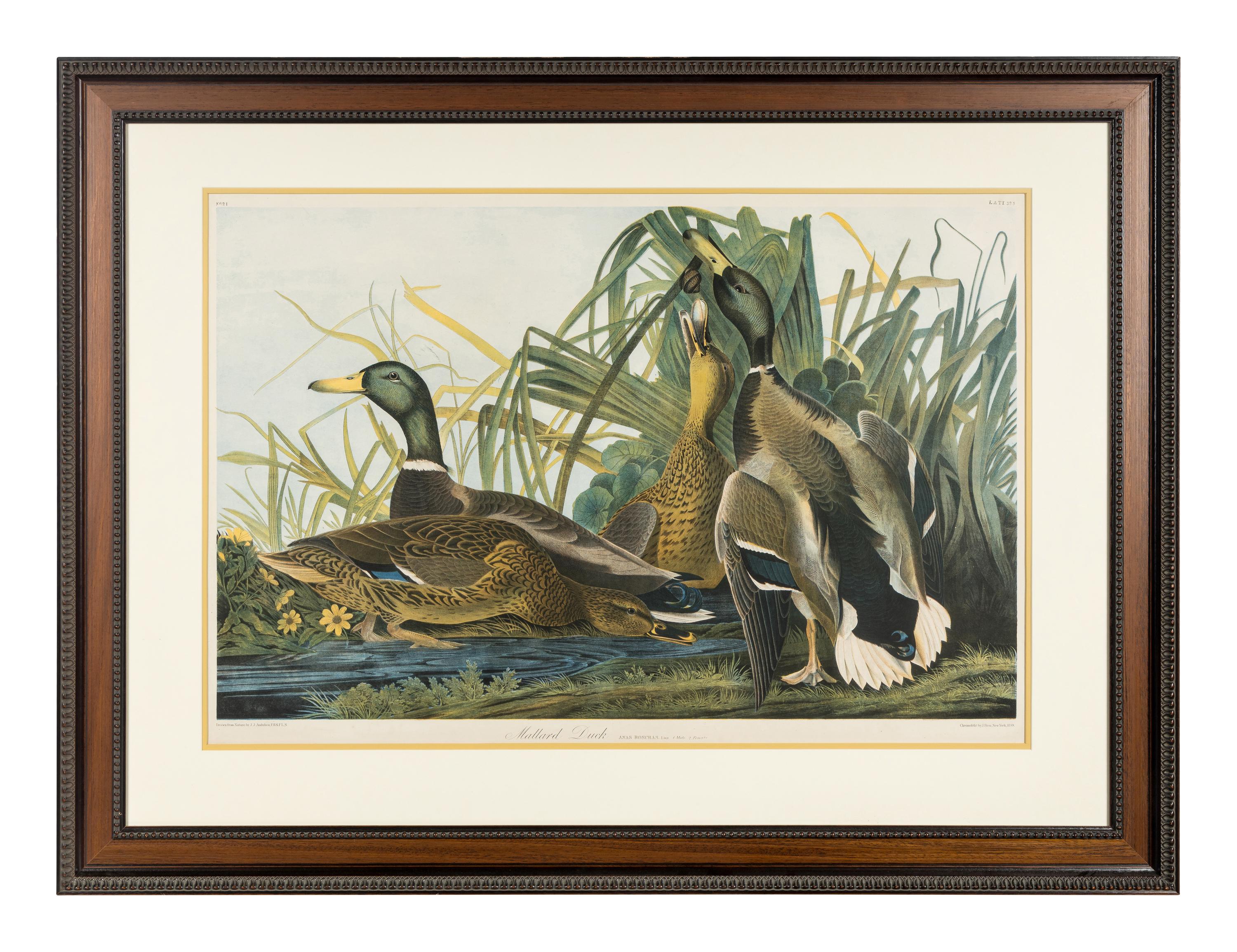 AUDUBON, John James (1785-1851) Mallard Duck (Plate 385) Anas Boschas