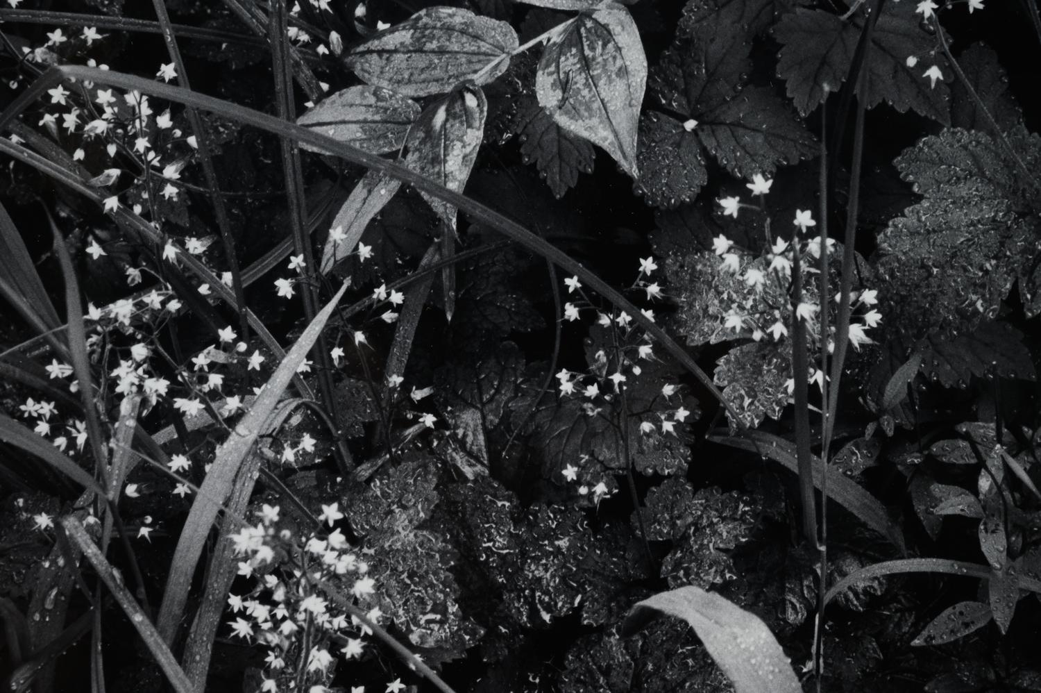Trailside, Near Juneau, Alaska, 1947-1948