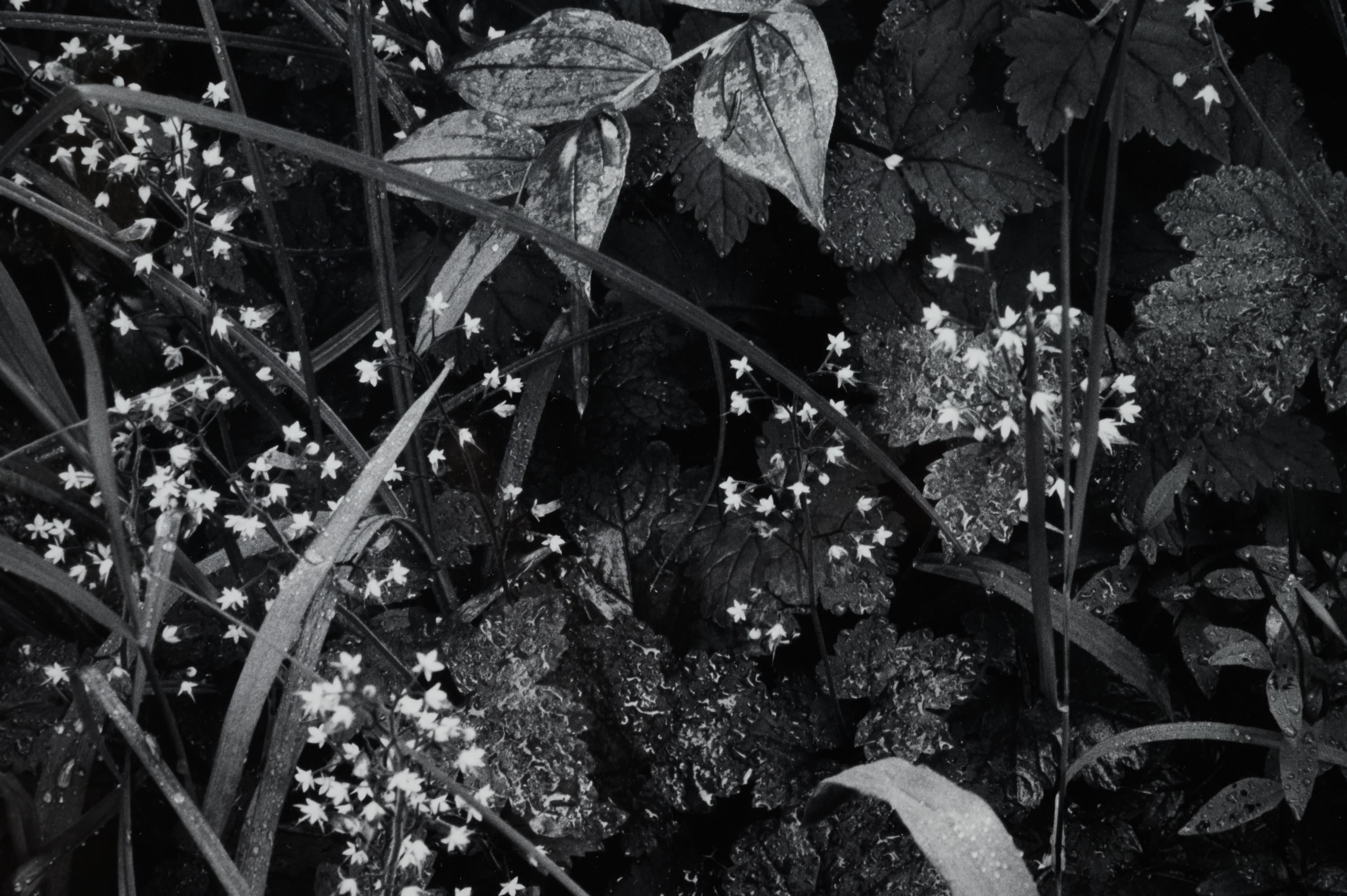 Trailside, Near Juneau, Alaska, 1947-1948