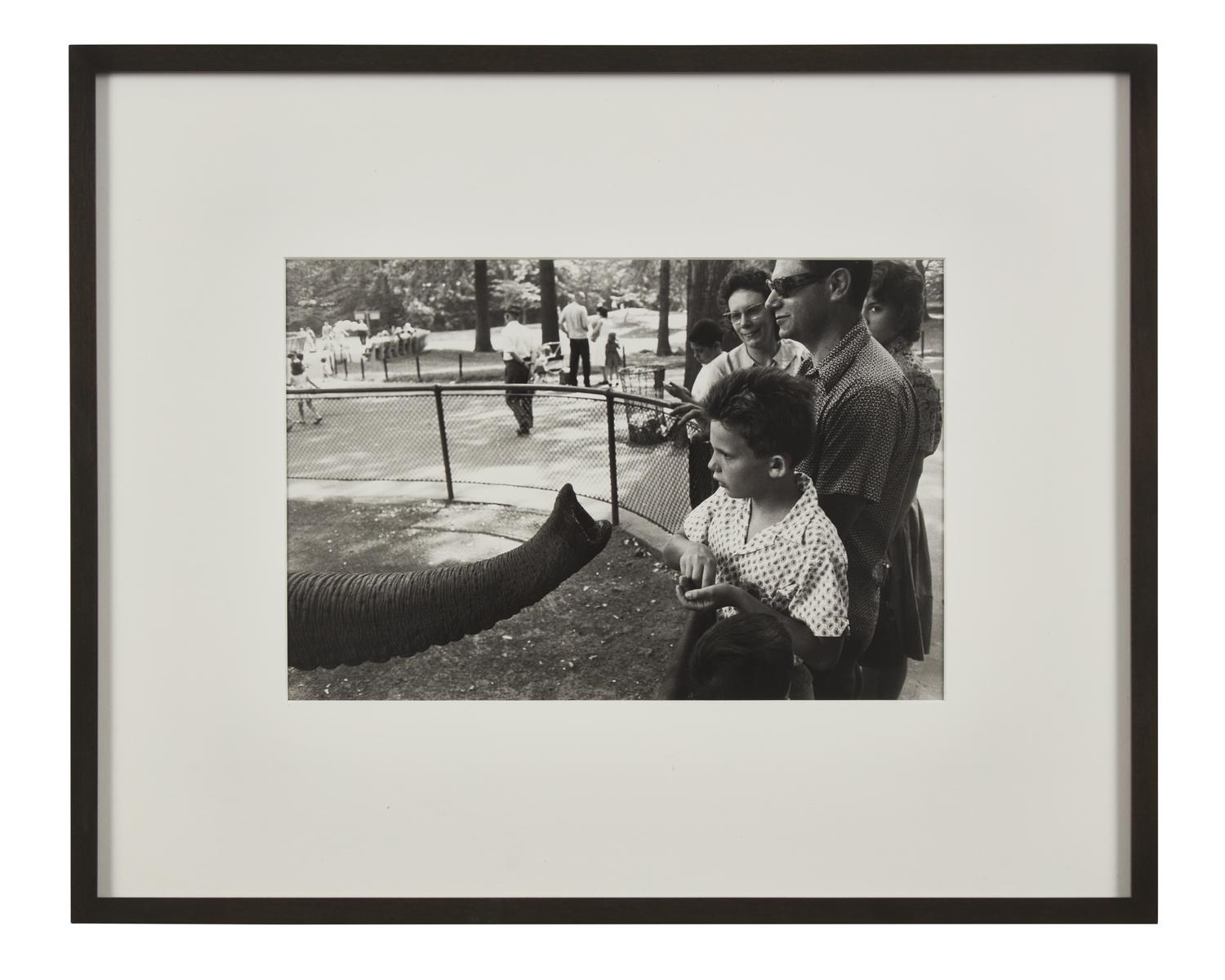 Bronx Zoo (from The Animals ), 1963, later printed in 1970s