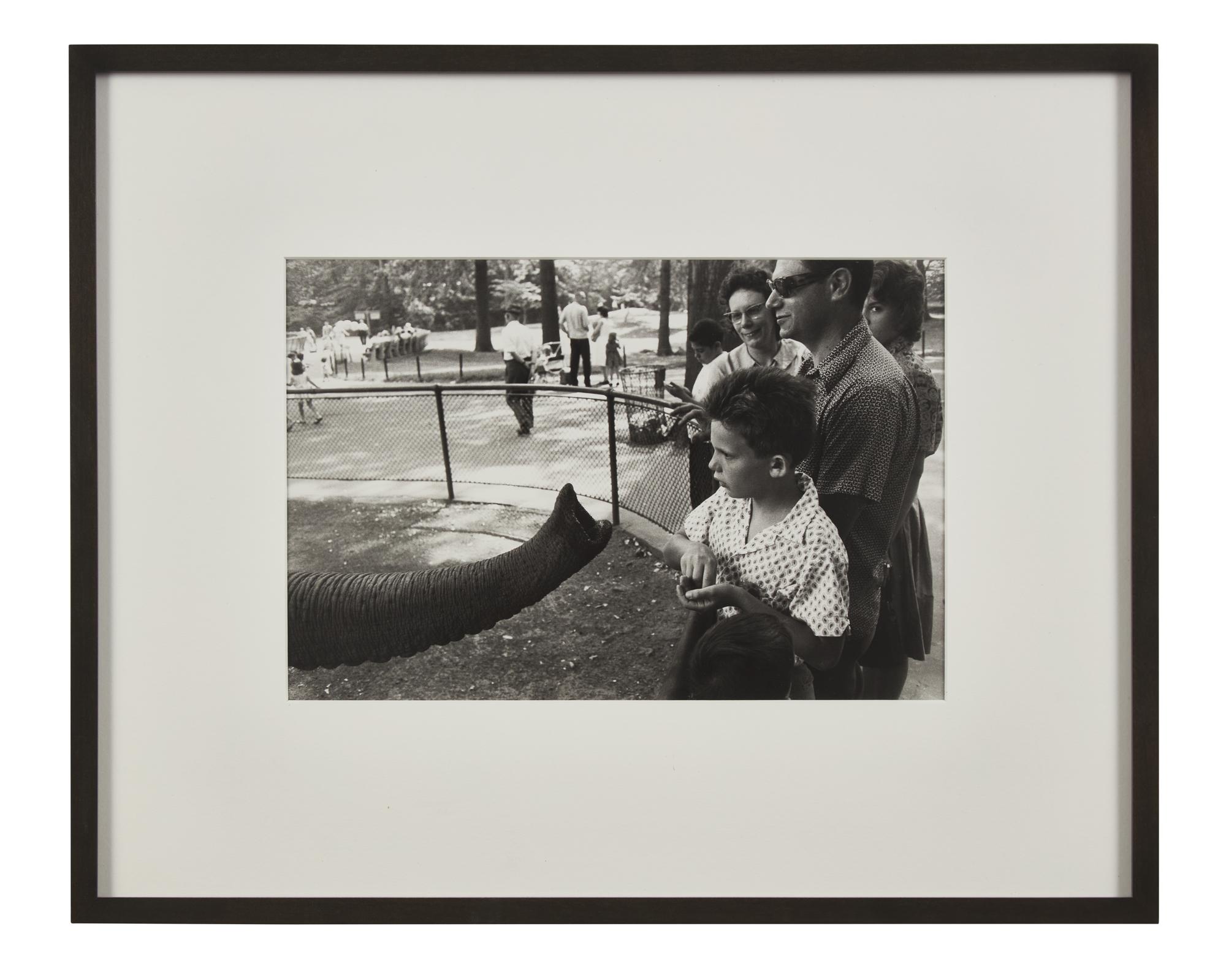 Bronx Zoo (from The Animals ), 1963, later printed in 1970s