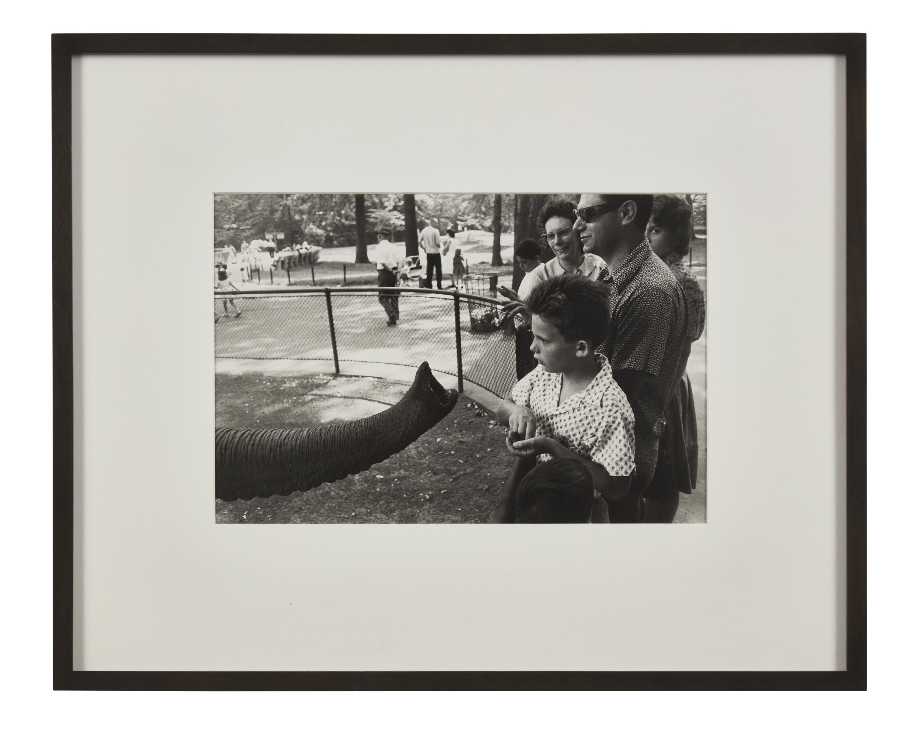 Bronx Zoo (from The Animals ), 1963, later printed in 1970s