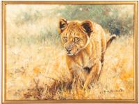 Lion Cub