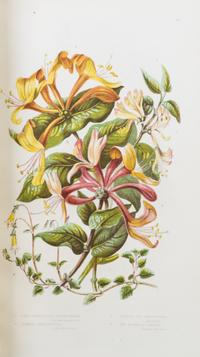 (BOTANY) PRATT, ANNE. The Flowering Plants, Grasses, Sedges, and Ferns of Great Britain. London, n.d. [c. 1870]. 6 vols.