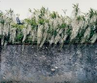 Wisteria, Paris